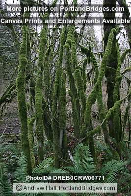 Tree Moss, Off Highway 18, west of Grand Ronde, Oregon