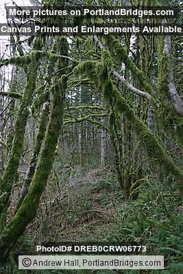 Tree Moss, Off Highway 18, west of Grand Ronde, Oregon