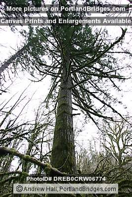 Tree Moss, Off Highway 18, west of Grand Ronde, Oregon