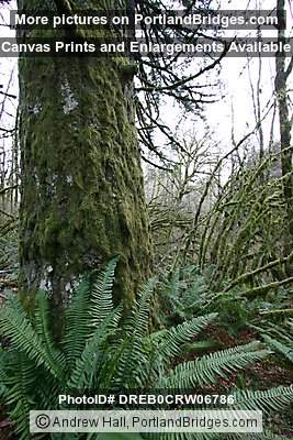 Tree Moss, Off Highway 18, west of Grand Ronde, Oregon