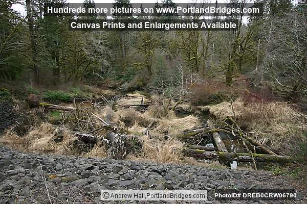 Tree Moss, Off Highway 18, west of Grand Ronde, Oregon