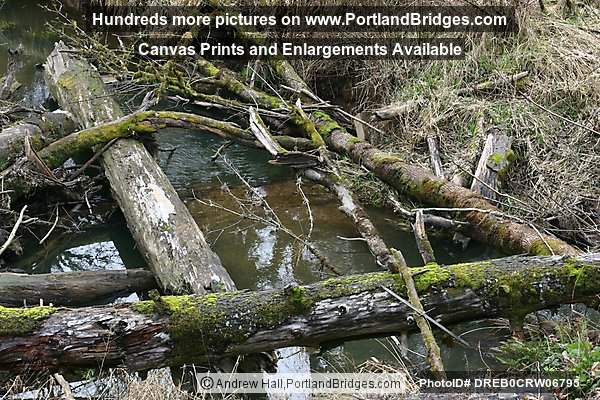 Tree Moss, Off Highway 18, west of Grand Ronde, Oregon
