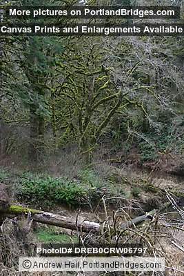 Tree Moss, Off Highway 18, west of Grand Ronde, Oregon