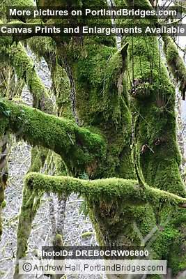Tree Moss, Off Highway 18, west of Grand Ronde, Oregon