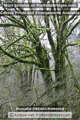 Tree Moss, Off Highway 18, west of Grand Ronde, Oregon