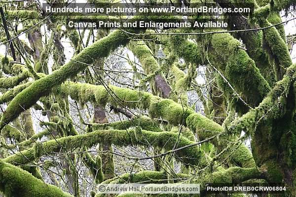 Tree Moss, Off Highway 18, west of Grand Ronde, Oregon