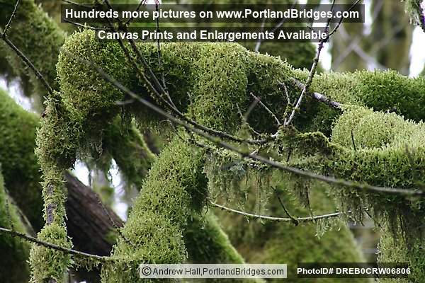 Tree Moss, Off Highway 18, west of Grand Ronde, Oregon