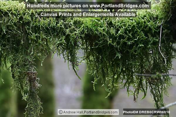 Tree Moss, Off Highway 18, west of Grand Ronde, Oregon