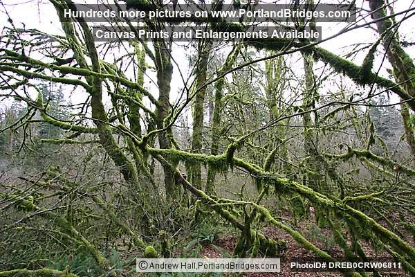 Tree Moss, Off Highway 18, west of Grand Ronde, Oregon