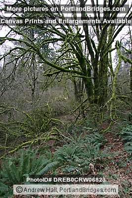 Tree Moss, Off Highway 18, west of Grand Ronde, Oregon