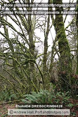 Tree Moss, Off Highway 18, west of Grand Ronde, Oregon