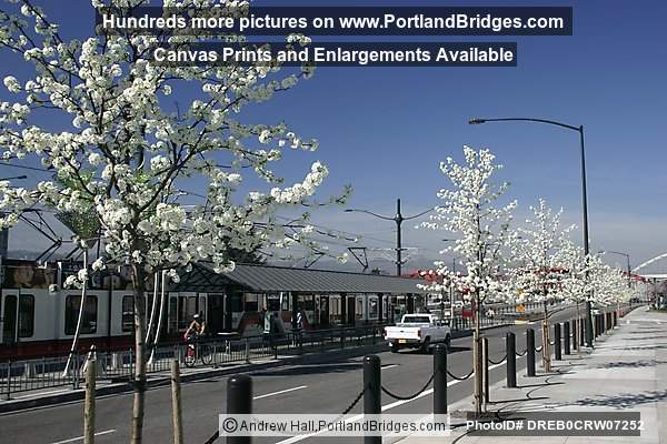 Spring Blossoms, Rose Quarter MAX Stop (Portland, Oregon)