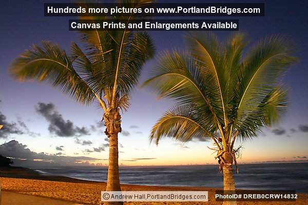 Oahu, Hawaii, North Shore, Sunset Beach: Palm Trees, Dusk