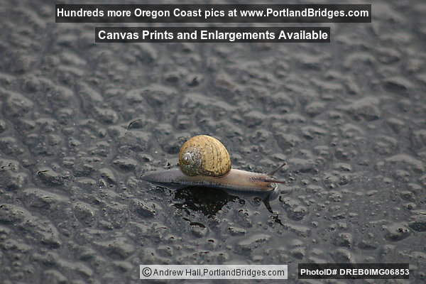 Banana Slug crawling across the road
