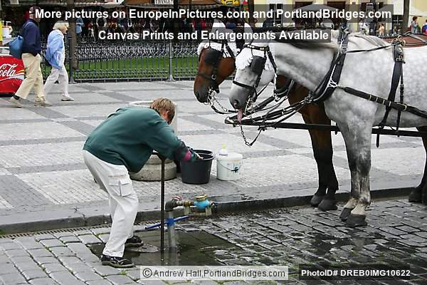 Prague Old Town Square, Horses