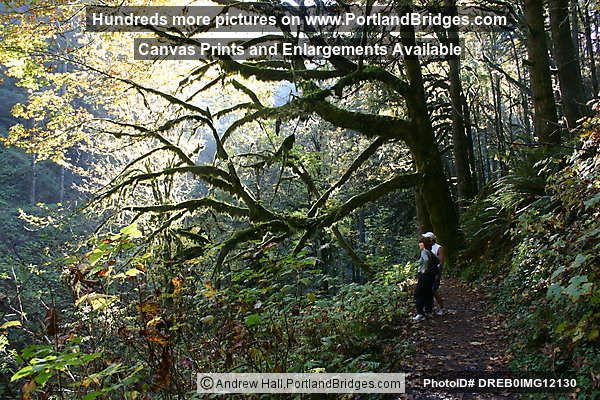Silver Falls State Park