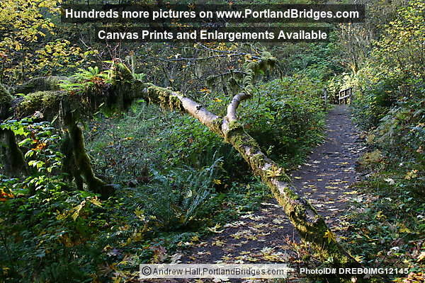 Silver Falls State Park