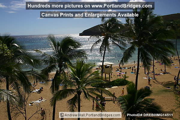 Oahu, Hawaii:  Hanauma Bay, Palm Trees