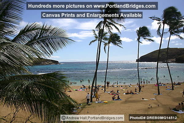 Oahu, Hawaii:  Hanauma Bay Beach, Palm Trees