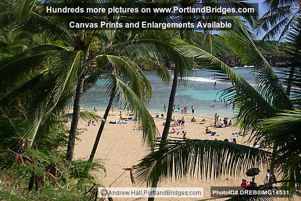 Oahu, Hawaii:  Hanauma Bay Beach, Palm Trees