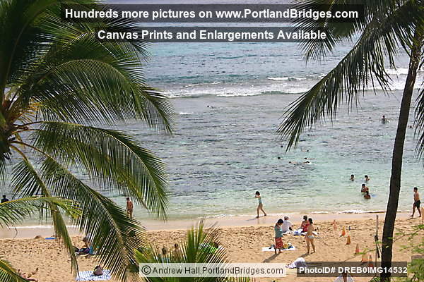 Oahu, Hawaii:  Hanauma Bay Beach, Palm Trees