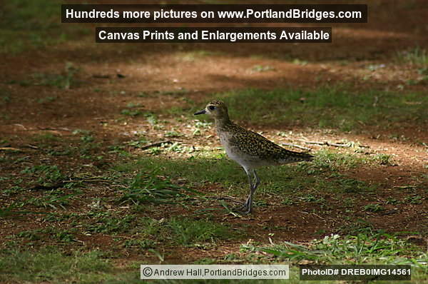 Oahu, Hawaii: Golden-Plover, which migrates from Alaska to Hawaii