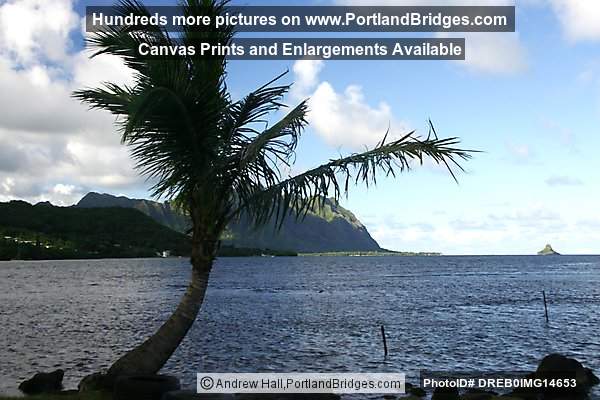 Oahu, Hawaii:  Palm Tree, Chinaman's Hat