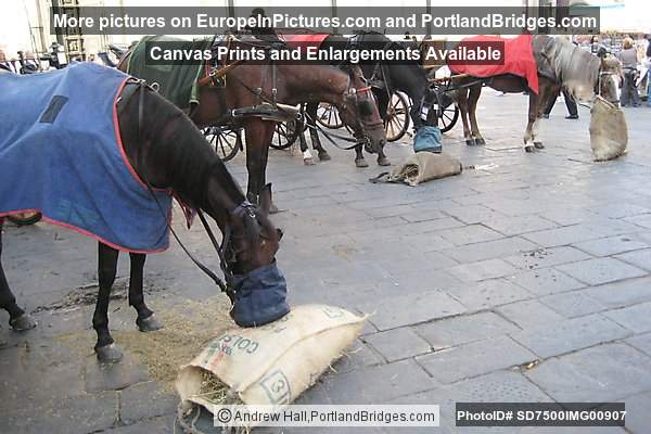 Horses at Florence Duomo