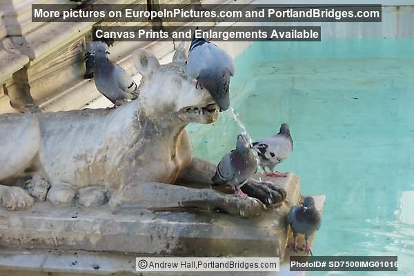Pigeons and fountain, Siena, Italy