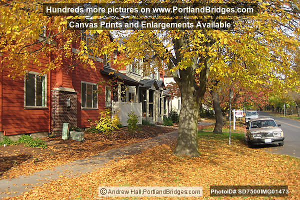 NE Portland, Eliot and Irvington, Fall Leaves