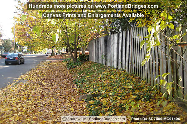 Irvington Fall Leaves (Portland, Oregon)