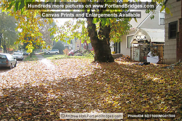 Irvington Fall Leaves (Portland, Oregon)