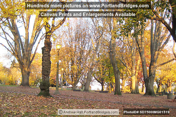 Irving Park, Irvington, NE Portland, Fall Leaves