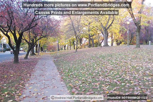Irving Park, Irvington, NE Portland, Fall Leaves
