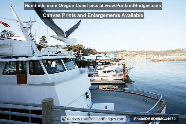 Seagull, Boats, Bayfront, Newport, Oregon