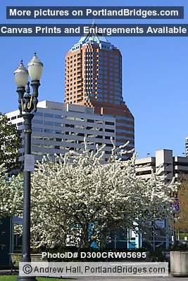 KOIN Tower, Spring Blossoms (Portland, Oregon)