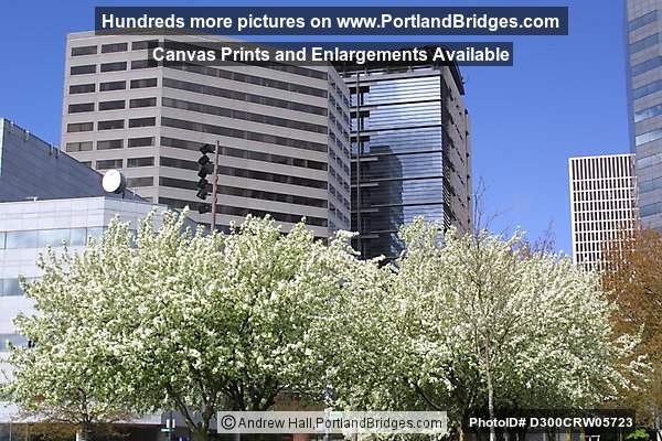 Spring Blossoms, Portland Buildings, 2002