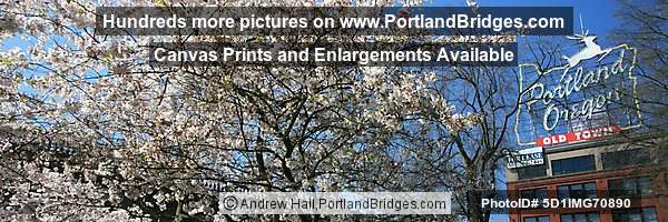 Portland, Oregon Sign, Waterfront Blossoms, Looking Up