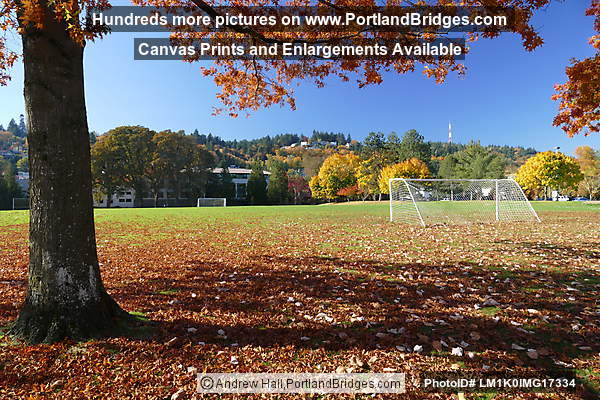 Fall Leaves in Willamette Park (Portland, Oregon)