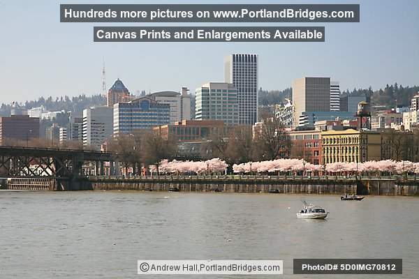 Portland City Buildings, Waterfront Blossoms, Willamette River