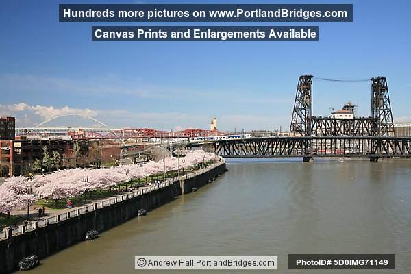 Waterfront Blossoms, Steel Bridge, Willamette River (Portland, Oregon)