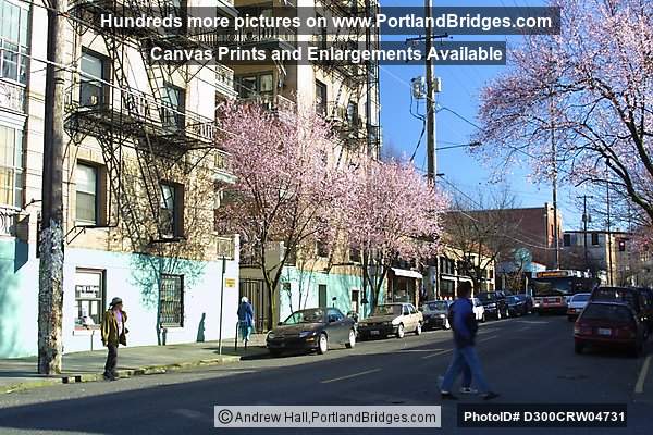 Portland Street Scenes, Spring Blossoms