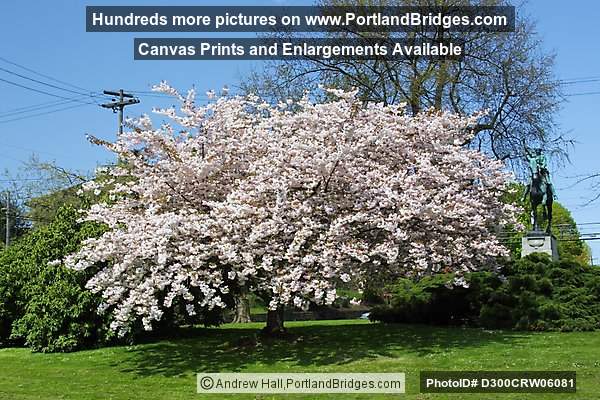 Circle, Laurelhurst Neighborhood, Portland