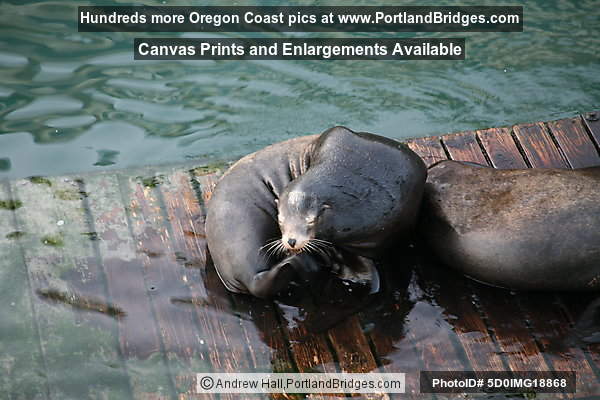 Sea Lions at Newport, Oregon, Bayfront
