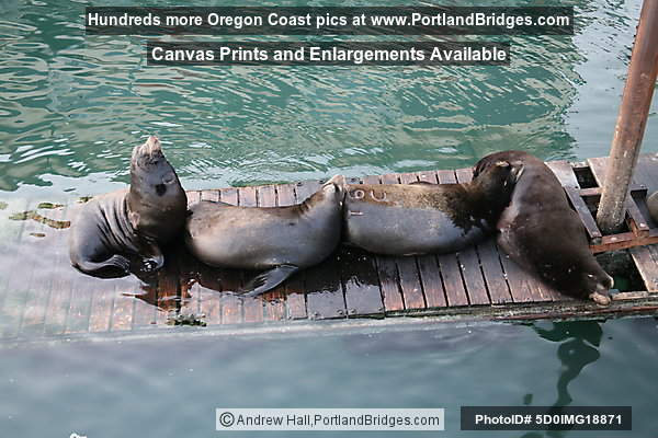Sea Lions at Newport, Oregon, Bayfront