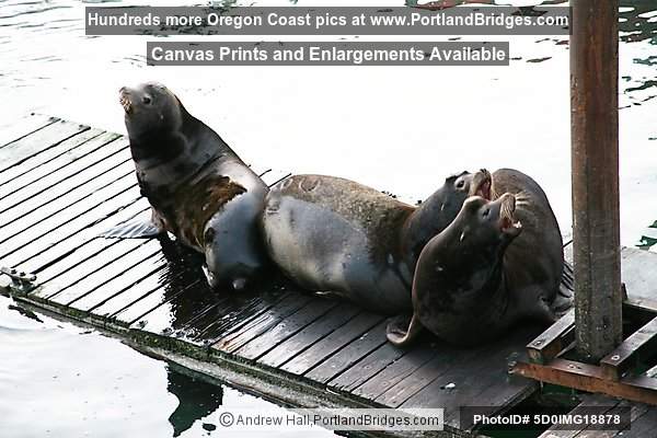 Sea Lions at Newport, Oregon, Bayfront