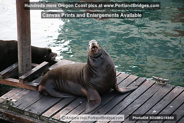 Sea Lions at Newport, Oregon, Bayfront