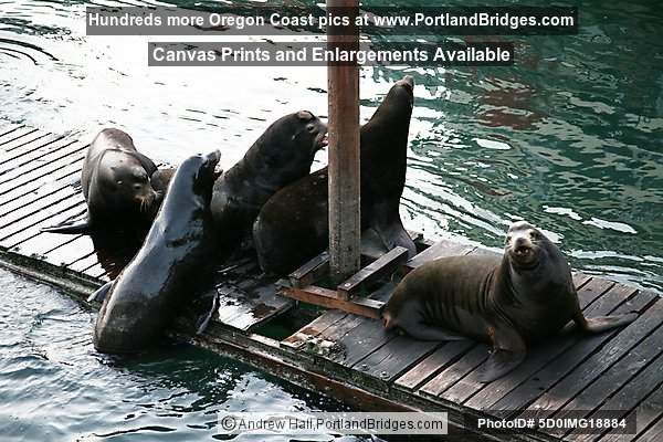 Sea Lions at Newport, Oregon, Bayfront