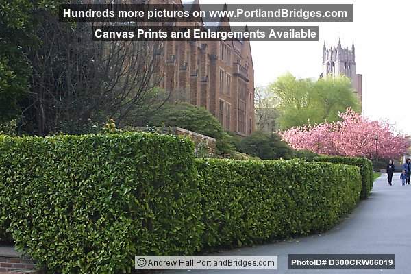 University of Washington Campus, Seattle