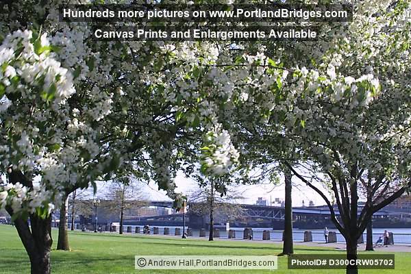 Spring Blossoms (Portland, Oregon)